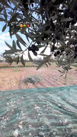 #fyyp #تونس🇹🇳 #زيتون#foryoupage #perte #explore  😍🫶🏻🫒