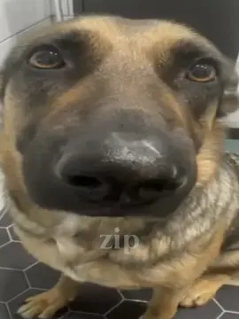 wadadogdoin  #dogwhining #memes #fyp #dog 