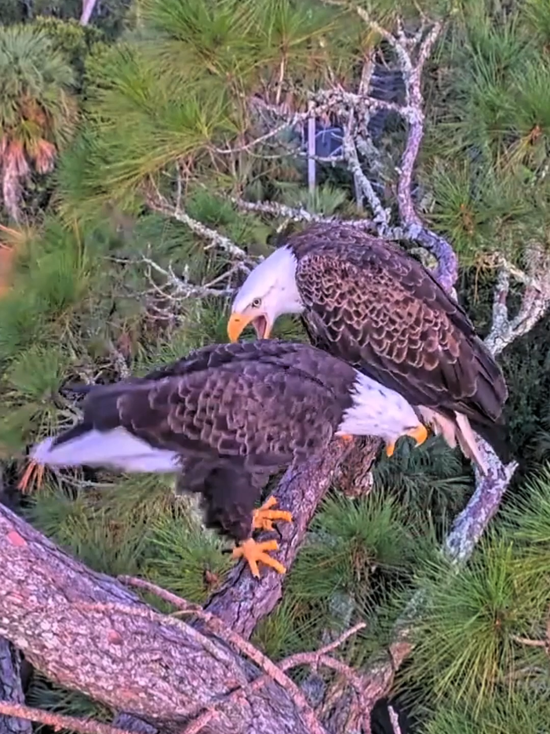 Bald eagles playing happily 🦅💕#bird #motherbird #nature