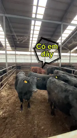 Đính chính lại tui với Như không có hiềm khích gì hết ( tại hôm bữa nằm mơ thấy Như giựt hụi tui nên ghim thôi à ) 🤣… #toidayne97 #xuhuong #spacoccoc 