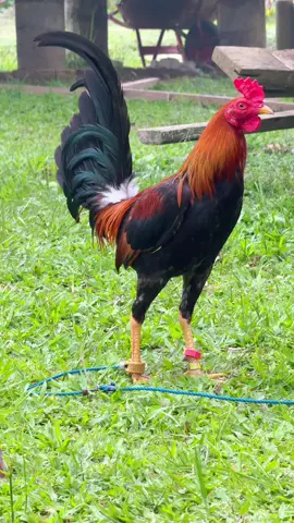 Bmw limpbizkit line🇵🇭 #powermaxx🐓 #pwmxgf 