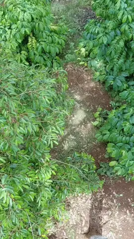 nhìn đã quá🤩#cafexaurieng  #xuhuongg 