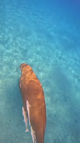 Sea cow | dugong  #dugong #egypt #sea #seacow #snorkeling 