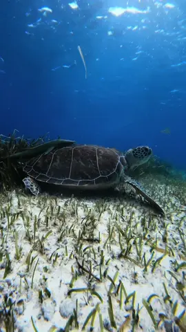 Bahamas dump 5 #bahamas #island #travel #friends #sea 