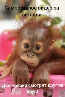 #mohicanin #юмор_видео #lol #смехдослез #grok 