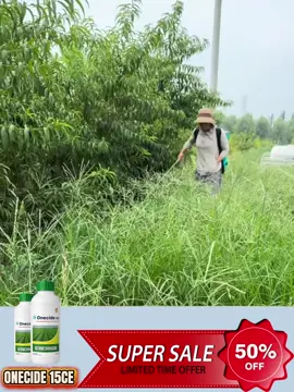 #ONECIDE15EC #RacunRumpai #onecide15ec 