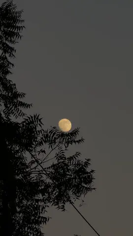 অবাক চাঁদের আলো  #dhaka #foryoupage #fyppppppppppppppppppppppp #moon 