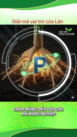 Giải mã vai trò của Lân đối với Cây Trồng #phanbon  #saurieng  #cayantrai  #lua  #nongnghiep 
