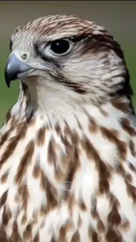 #مشاهدات #ترند_تيك_توك #اكسبلور #متابعه #fyp 