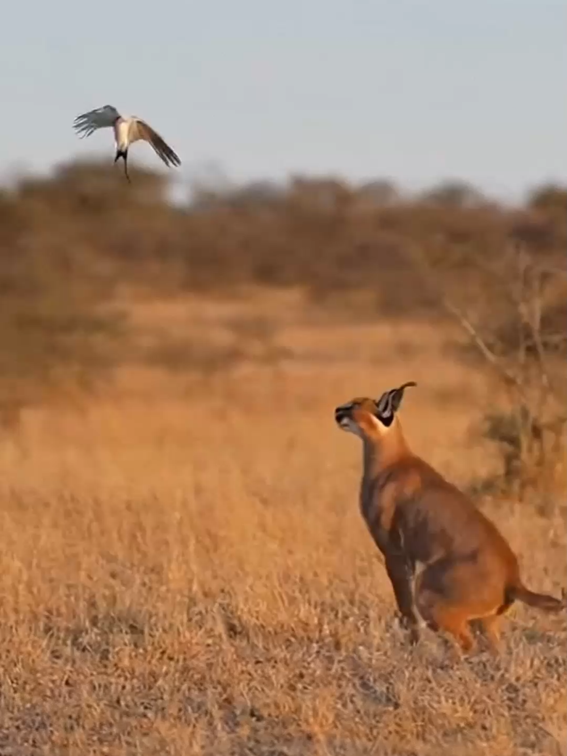 Caracal’s Jump Unbelievable Real Footage 🐈‍⬛ #wildlife #fyp #explore #nature #animals