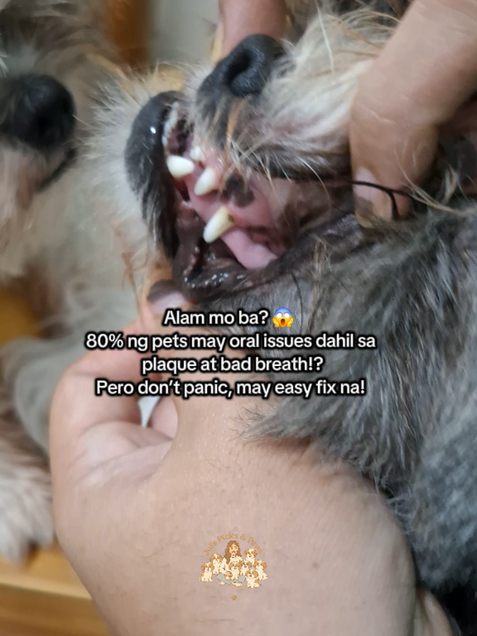 Alam mo ba? 😱 80% ng pets may oral issues dahil sa plaque at bad breath!? Pero don’t panic, may easy fix na- probiotic pet mouthwash! #petsup #probioticpetmouthwash #petmouthwash #dogmouthwash  #mouthwashfordogsandcats 