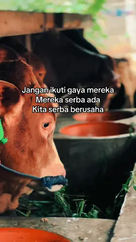 🙂‍↔️🙂‍↔️ #peternaksapiindonesia #peternakmuda #sapi #fyp 