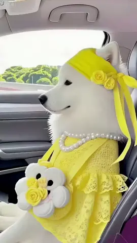 #နင်ဝင်လာလိုက် ပြန်ထွက်လိုက်#fyp #ချစ်စရာကောင်းလို့ တင်လိုက်တာ#😍😍😍 #