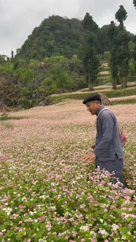 Một số Thông tin Mùa Hoa Tam Giác Mạch và Lịch lễ hội nhé Anh chị mình ơi :)  #hunghagiang