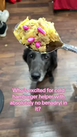 It’s two 25mg tablets broken in half for 50mg altogether. She’s 52 lbs. Anymore comments about the dosage being “enough for a horse” will be deleted since you can’t read the caption before treating me like an idiot who’s harming their dog. #bozo #gotcha #hatman #allergies #dog 