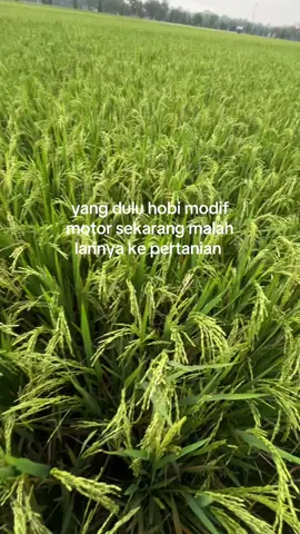 enek sek podo ora cah👋🏻😂 #petaniindonesia🇮🇩🇮🇩🇮🇩🌿 #petanimuda #petanigenz #petanicilik 
