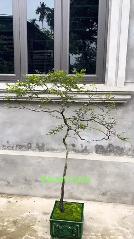 Quá phong tranh cho tp muội Hồng #muộihồng #xuhuong 