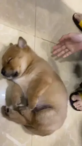 Mang tiếng trông nhà mà ngủ say cỡ này 🥴 #dog #cutedog 