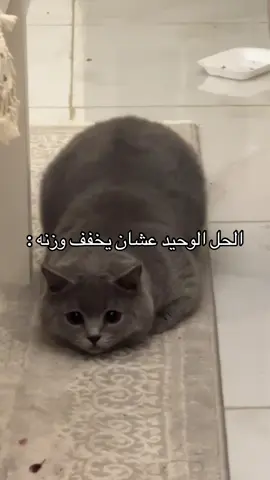 العبه عشان ينحف ويروح الوقت وهو يهز ماتحرك😭 #قطط #الشعب_الصيني_ماله_حل😂😂 #catsoftiktok 