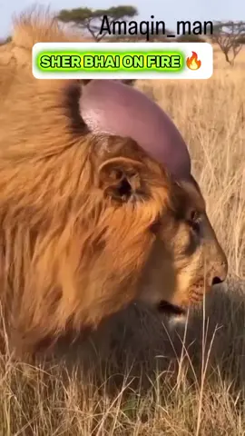 Funny shorts video 😂 #creatorsearchinsight 