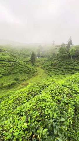 #fypシ #fizr_2stroke #fizr  @Ocha Witnesteka 