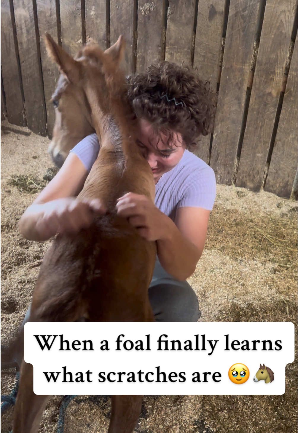 When horses are just foals… everything is new to them. Before humans destroy their curiosities and playfulness, it’s all they want to indulge in. Like any baby learning the world for the first time. Pure joy. It’s too bad humans SUCK the joy right out of them with their archaic dominance and obedience theories. Not in my barn! All love and all play over here.  #horses #foal #horsegirl #horsetok #horsesontiktok 