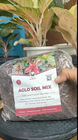 Aglo Soil Mix by Workplant , Garden soil media tanam Aglonema, Fermentasi porousitas tinggi pengiriman dari Surabaya Jawa Timur. #gardensoil #workplant #mediatanam #aglonema #aglaonema 