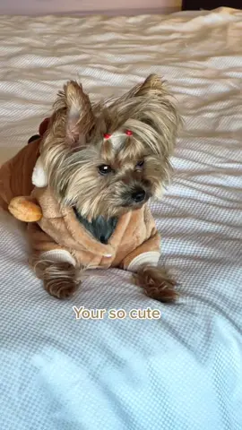 #onthisday yor the best mama #foryoupage #foryou #yorkiesoftiktok #foryou 