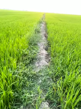 mình em thôi...#xuhuong #chill #nhachay #canhdepmientay #xaykenhtiktok