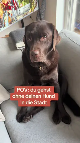 Nächstes Mal frege ich dich! #labrador #labradorschroeder #alleinzuhause #dogsoftiktok #fyp 