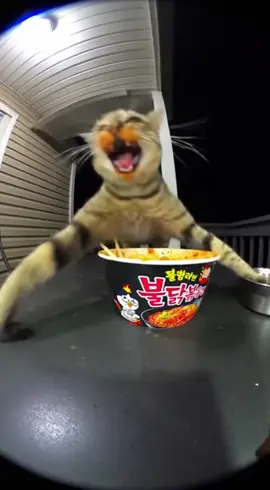 The Buldak Challenge: Cat Edition ☠️#cat #catsoftiktok #funnycat #spicy #spicynoodles #buldak #samyang #buldakramen #spicychallenge #instantregret #scream #funnyanimals #fyp #viral #waitforit
