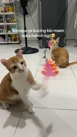 😭😭  #cat #kucing #fyp #viral #anabul 