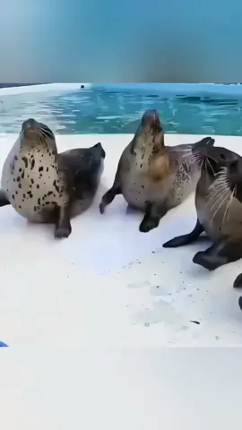 Why seals love slapping their bellies ? 🤔 #nature #wild #facts #DidYouKnow #mindblowingfacts 