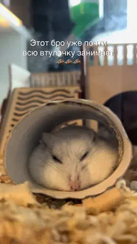 Мой кабан #хомяк #чипсик #рекомендации #реки #cutepet 