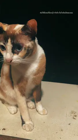 #เธรด #เธรดความรู้สึก 