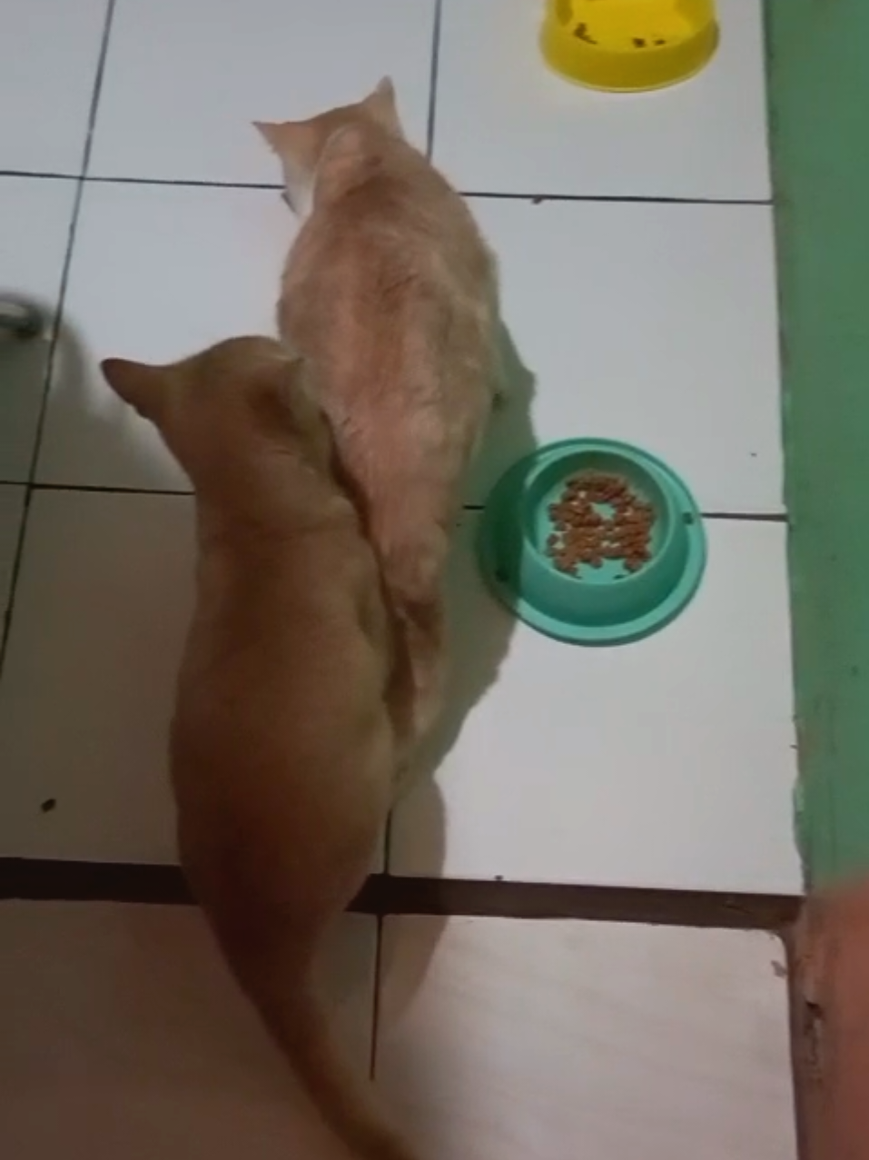 Habis makan ku terus...😸 #kucing #kucingoren #catsoftiktok #foryou #fypシ゚ 