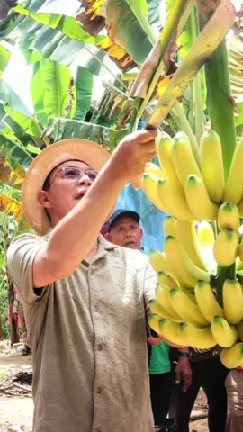 Sebagai upaya pemerintah daerah memperkuat ketahanan pangan sekaligus mendukung program Makan Bergizi Gratis (MBG), perlu adanya sinergi dapur MBG dengan koperasi desa/kelurahan Merah Putih agar penyediaan sayuran dan buah dapat lebih mandiri dan tidak lagi bergantung dari luar daerah.  Hal itu saya sampaikan ketika mengahadiri panen perdana pisang kelompok tani Gerhanas di Desa Sipange Godang, Kecamatan Sayurmatinggi. Bahan kebutuhan MBG akan diupayakan berasal dari pelaku usaha lokal agar manfaat ekonomi bisa dirasakan masyarakat Tapanuli Selatan. Namun, kita harus mengakui masih ada tantangan. Antara lain potensi pertanian yang masih terbengkalai. Masih banyak tanah menganggur. Ini kesempatan membudidayakan komoditas sayur dan buah seperti pisang sebagai salah satu bahan baku kebutuhan MBG. Semoga semangat kelompok tani menular ke seluruh Tapanuli Selatan. Ini sejalan dengan semangat Tapsel untuk swasembada pangan. Saya optimis program MBG dengan 91.000 sasaran akan menggerakkan uang di masyarakat. Selain memperbaiki gizi buruk, MBG juga sarana pemerataan ekonomi. @gerindra  @Partai Gerindra Sumatera Utara @kementanri  @sudarusudaryono  #tapsel  #tapselbangkit  #tapselkembalibangkit  #sinergitapselbangkit 