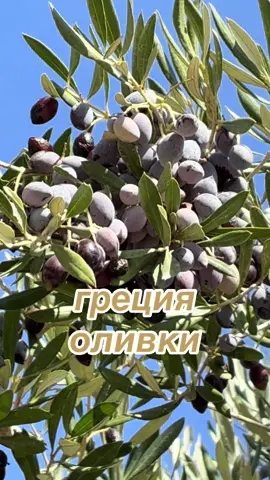 #оливки #оливковоедерево #греция #olive #olivetree 