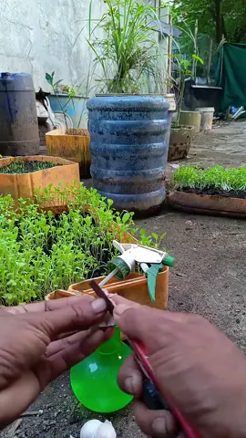 #homegarden #homegrownways 