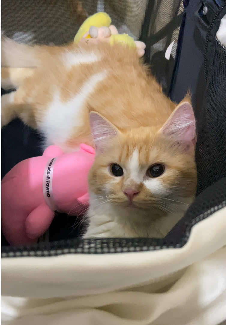 Urcin punya stroller baru🥳 fun fact strollernya dikasih cuma-cuma sama customer random di pameran🤭 #catsoftiktok #kucingtiktok 