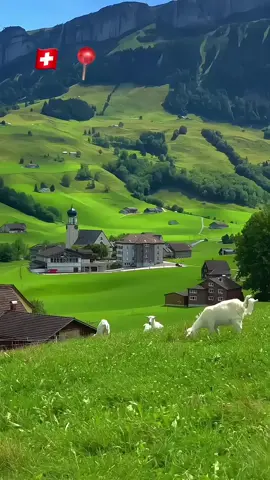 hestaan iyo jawiga isku qemee#switzerland🇨🇭 