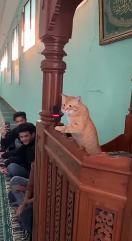 Aamiin ustadz oyen aamiin 🤣🤣 #kucingceramah  #kucinglucu  #kucingviral  #fypシ゚ 