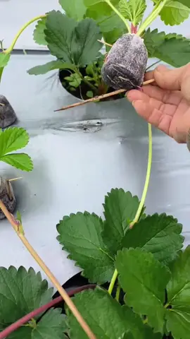 em có cây giống dâu tây ,mọi người trồng đặt ở giỏ hàng nhé #dâu #dâutây 