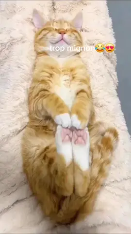 #animaux #mignon #cutecat #cat #chat 