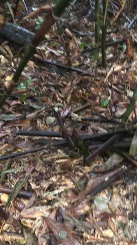 Đẹp thế mà vẫn móm các bác ạ#đammê #đirung #xuhuong 