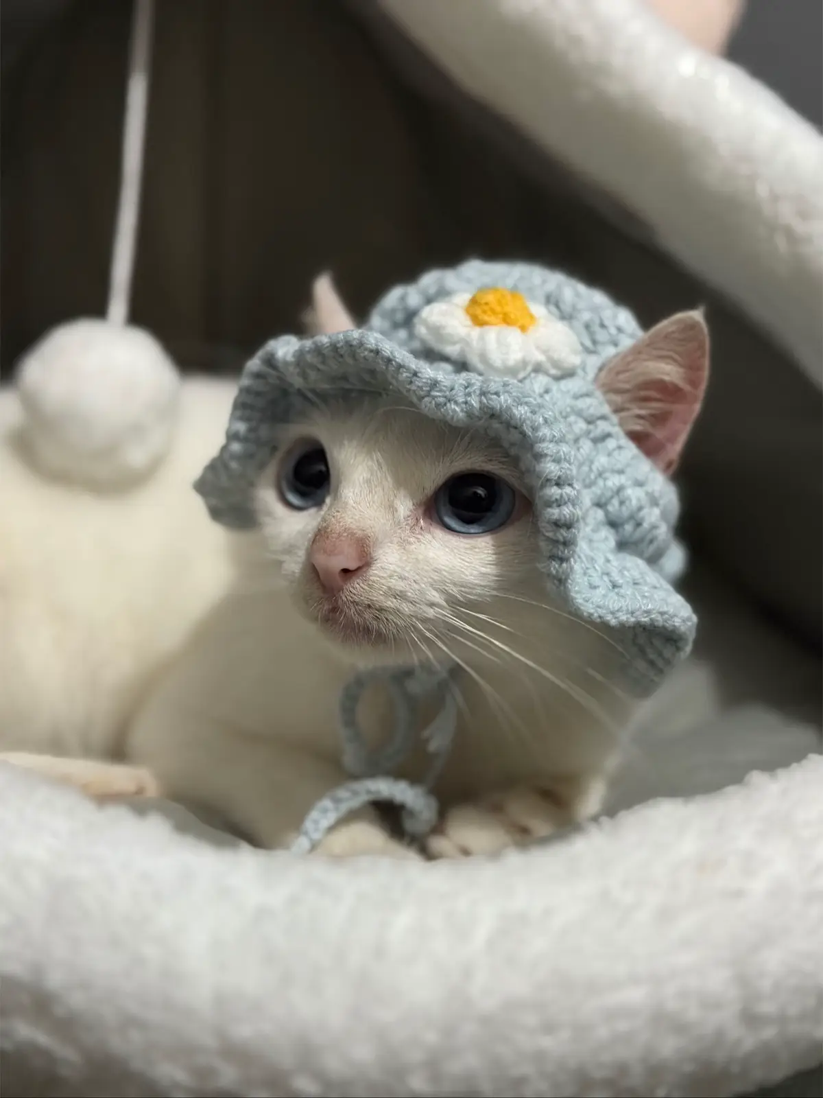 may bagyo kaya picture muna #cat #catsoftiktok #capcut #animals #catlover 