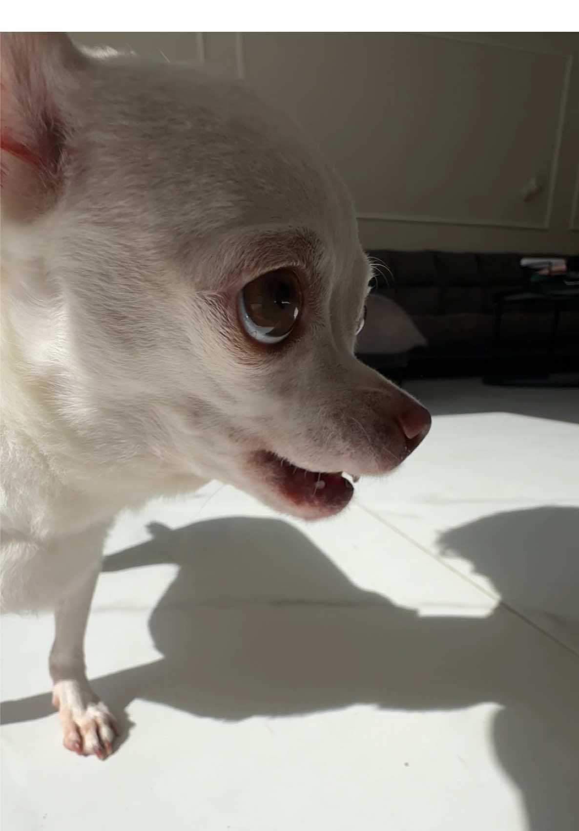 She like me I know that she always waiting to play with me (היא הלב שלי) @Eviatar Ozeri @Nikiozeri #nikiozeri #chihuahua #dogs #angrydog #kuchikuchi 