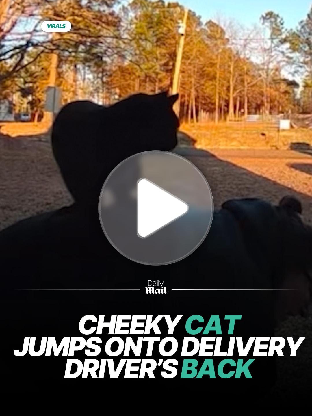 The homeowner was so confused 🤣 🎥 Crystal Hernandez via ViralHog #funny #doorbell #deliverydriver #cat