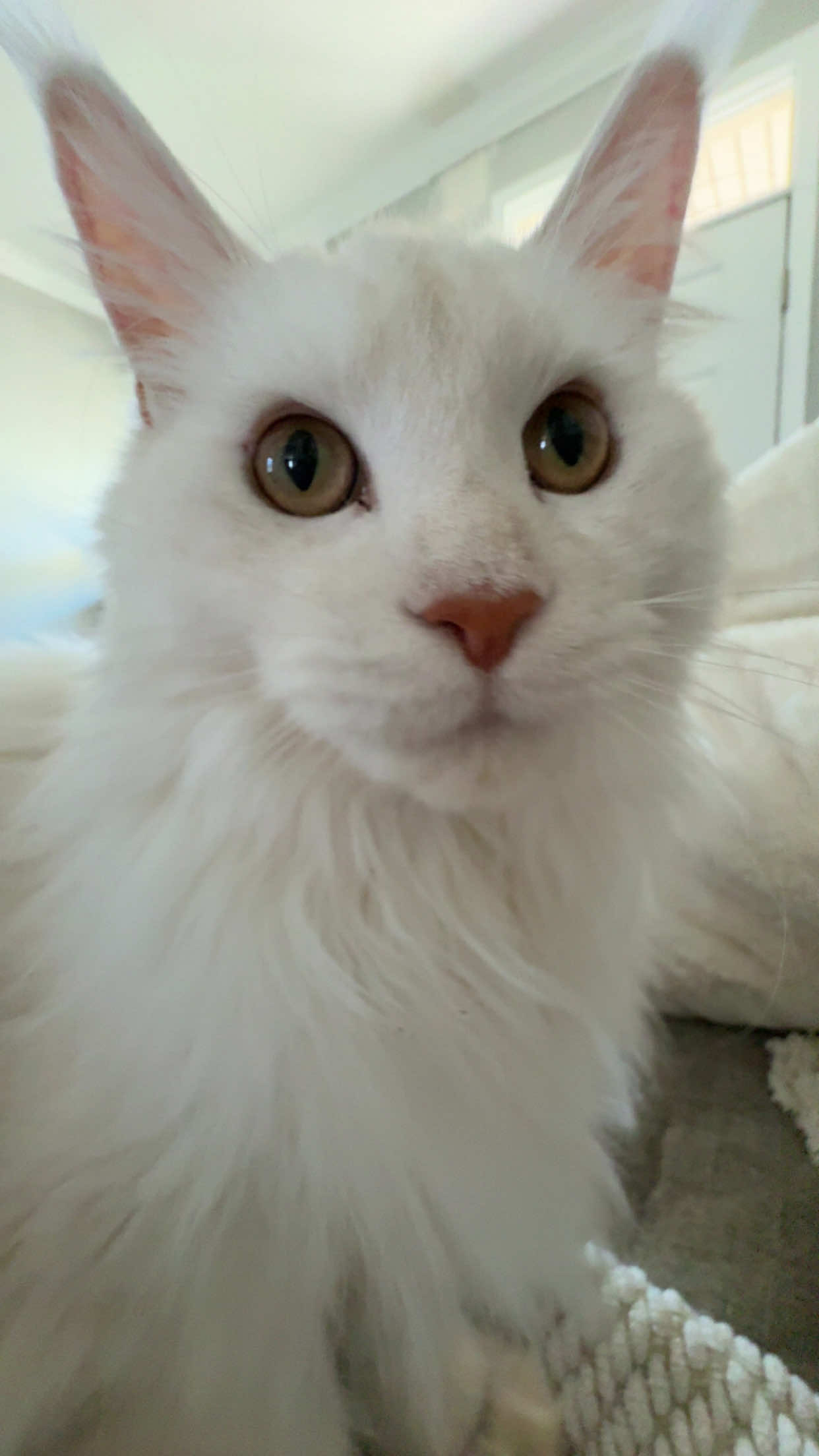 🎂🎂🎂#birthday #xyzbca #viral #relatable #fyp 