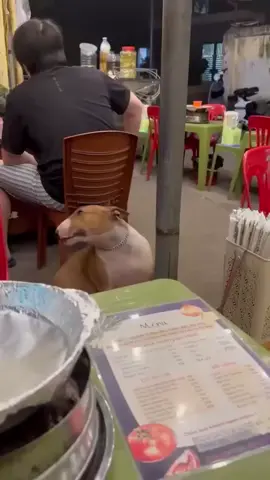 Mr. Gold in Brother Hai's Pho Restaurant